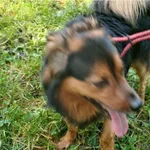 Znaleziono psa, Bydgoszcz, 30 sierpnia 2025