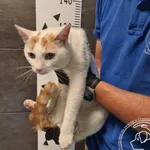 Przyjęty: 2025-09-01 Gmina: Brzeszcze Płeć: Kocur Opis: europejska, biało-rude