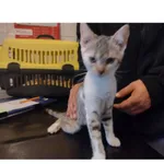 Znaleziono kota, Białystok, 26 sierpnia 2025