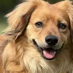 Imię:  Remik Chip: 616093902541206 Płeć : Samiec Wiek:  styczeń 2020 Wielkość:  średni Kastracja/sterylizacja:  Tak Inne Psy:  Akceptuje towarzystwo suczek i psów, Dzieci:  W wieku szkolnym.  Charakte