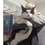 Znaleziono kota, Białystok, 26 sierpnia 2025