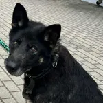 Znaleziono psa, Tatary, 1 września 2025