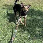 Pies do adopcji, Włocławek, 31 sierpnia 2025