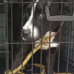 Znaleziono psa, Radom, 31 sierpnia 2025