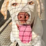 PIES OD WŁAŚCICIELA 31.08.2025