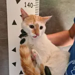 Przyjęty: 2025-09-02 Gmina: Brzeszcze Płeć: Kocur Opis: europejska, biało-rude