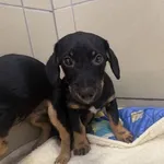 Pies do adopcji, Kraków, 31 sierpnia 2025