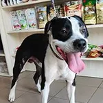 pies, mix, samiec, czarno-biała, 1 rok, brak chipa Miejsce znalezienia: ul. Nowy Świat Znaleziono dnia: 2025-08-28