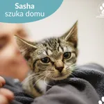 Kot do adopcji, Starogard Gdański, 14 lipca 2025