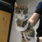 Znaleziono kota, Szczecin, 2 września 2025