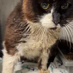 Znaleziono kota, Gdańsk, 1 września 2025