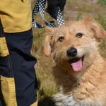 Pies do adopcji, Chełmek, 1 sierpnia 2025