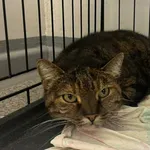 Znaleziono kota, Toruń, 30 sierpnia 2025