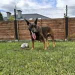 Znaleziono psa, Chojnice, 3 września 2025