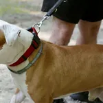 Znaleziono psa, Wałbrzych, 23 sierpnia 2025