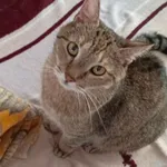 Zaginął kot, Łódź, 2 września 2025