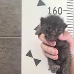 Przyjęty: 2025-09-03 Gmina: Oświęcim Płeć: Kocur Opis: europejska, czarna