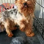 Znaleziono psa, Sosnowiec, 27 sierpnia 2025