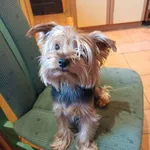 Zaginął pies, Łódź, 3 września 2025