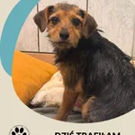 Znaleziono psa, Dąbrówka, 30 sierpnia 2025