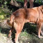 Znaleziono psa, Pieckowo, 29 sierpnia 2025