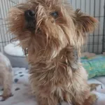 Znaleziono psa, Sosnowiec, 27 sierpnia 2025