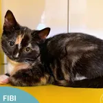 Fibi