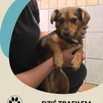 Znaleziono psa, Dąbrówka, 30 sierpnia 2025