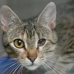 Kot do adopcji, Wałbrzych, 1 lipca 2025