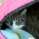 Znaleziono kota, Wałbrzych, 23 sierpnia 2025