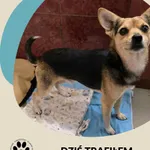 Znaleziono psa, Dąbrówka, 30 sierpnia 2025