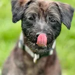 Pies do adopcji, Piła, 20 sierpnia 2025