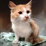 Kot do adopcji, Włocławek, 3 września 2025