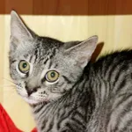 Kot do adopcji, Wałbrzych, 31 lipca 2025