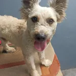 Znaleziono psa, Chojnice, 3 września 2025