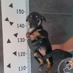 Przyjęty: 2025-09-02 Gmina: Jaworzno Płeć: Pies Opis: mieszaniec, tricolor