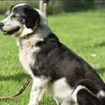 Znaleziono psa, Grudziądz, 18 czerwca 2025