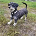 Znaleziono psa, Grudziądz, 18 lipca 2025