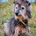 Znaleziono psa, Grudziądz, 12 lipca 2025