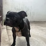 Pies do adopcji, Kraków, 9 sierpnia 2025