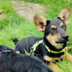 Solar (6219), Samiec