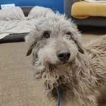 Znaleziono psa, Szczecin, 4 września 2025