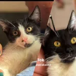 Kot do adopcji, Radom, 3 września 2025