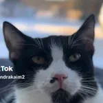 Kot do adopcji, Radom, 1 lutego 2026