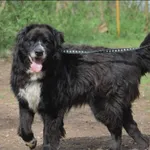 Znaleziono psa, Grudziądz, 31 sierpnia 2025