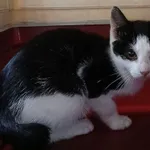 Znaleziono kota, Gdańsk, 3 września 2025