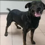 Znaleziono psa, Grudziądz, 28 sierpnia 2025