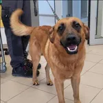 Znaleziono psa, Grudziądz, 31 sierpnia 2025