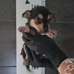 Przyjęty: 2025-09-02 Gmina: Jaworzno Płeć: Suka Opis: mieszaniec, tricolor