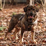 Pies do adopcji, Milanówek, 1 grudnia 2025